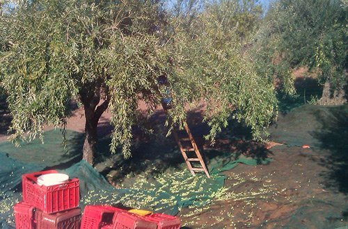 Uliveti alle pendici dell’Etna