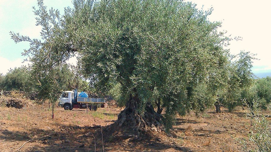 Uliveto Castro alle pendici dell’Etna