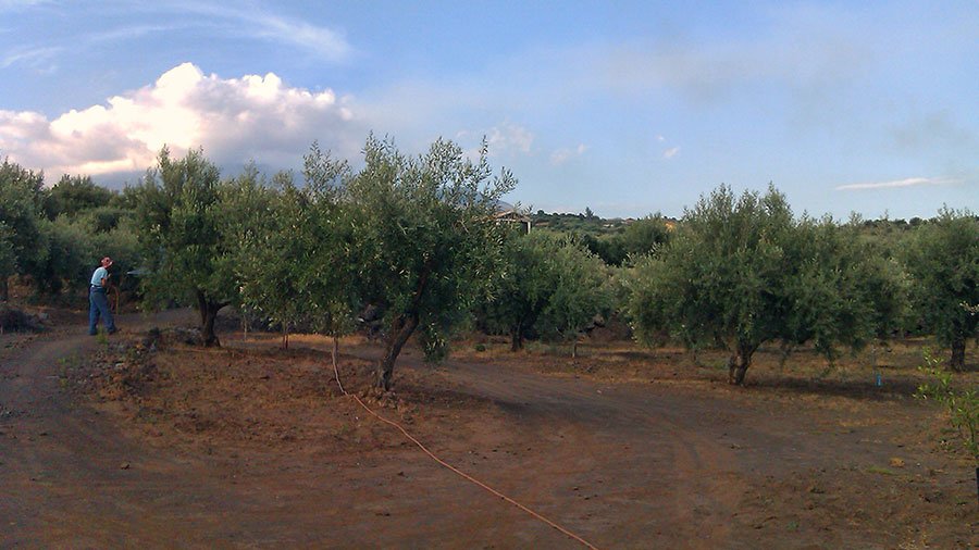 Paesaggio degli uliveti Castro