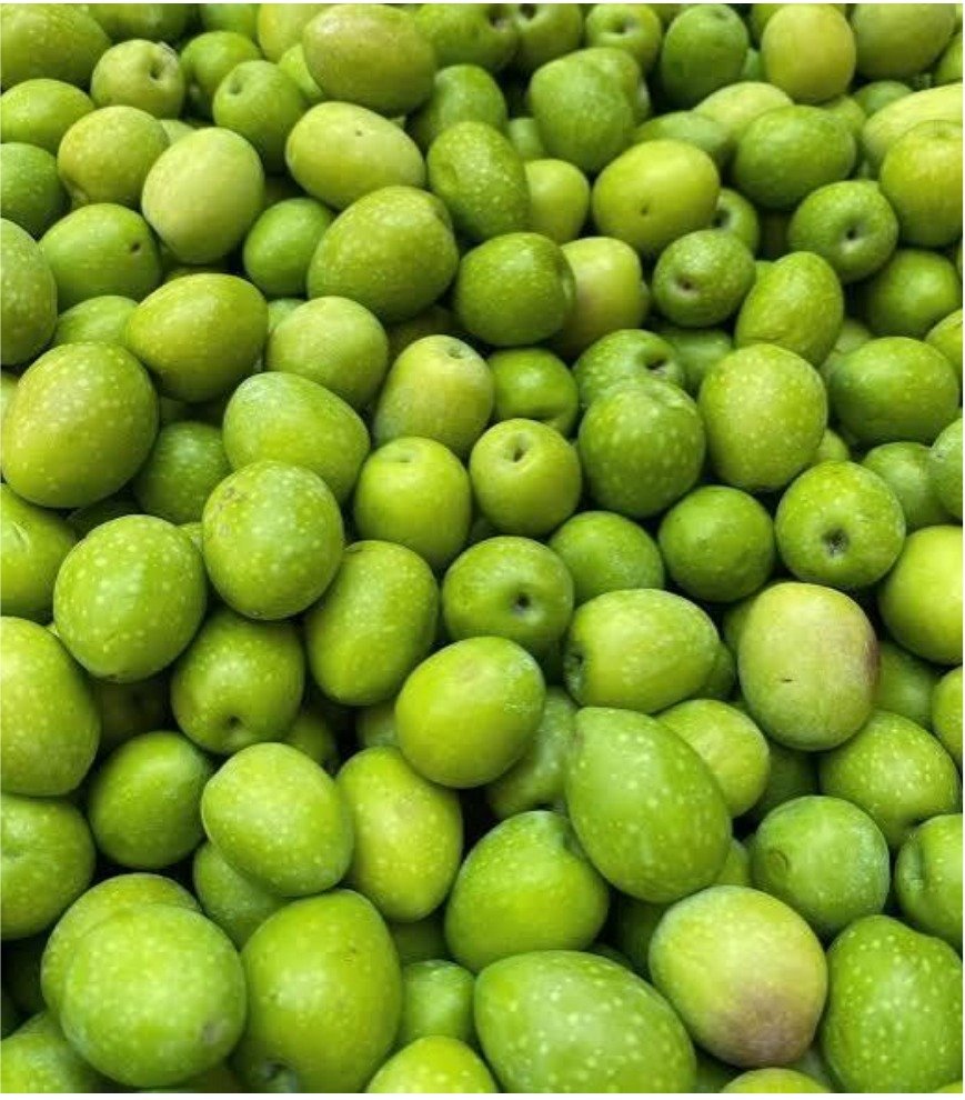 Olive verdi fresche della raccolta Castro