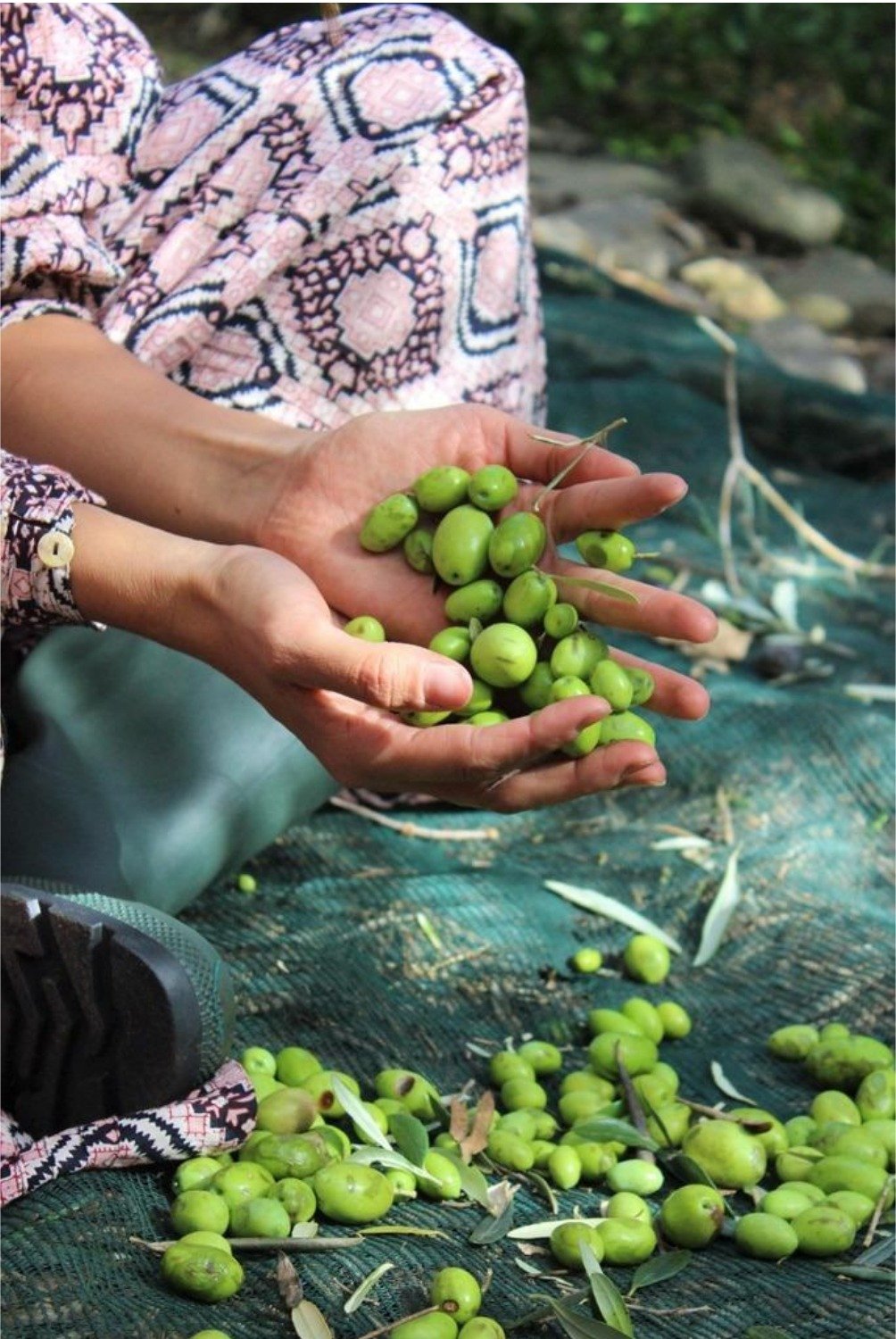 Raccolta manuale di olive verdi Castro